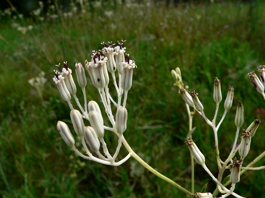 {Arnoglossum ovatum}